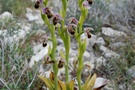 Ophrys umbilicata